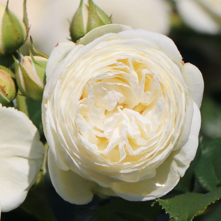 Nostalgie®-Strauchrose 'Artemis' ® - Rosa 'Artemis' ® | ЛПХ питомник роз "ГАРАНТ"